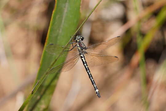 Image of Eusynthemis brevistyla (Selys 1871)