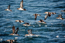 Image of Black-vented Shearwater