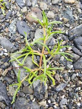 Image of Canadian sandspurry