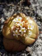 Crassula compacta Schönl. resmi