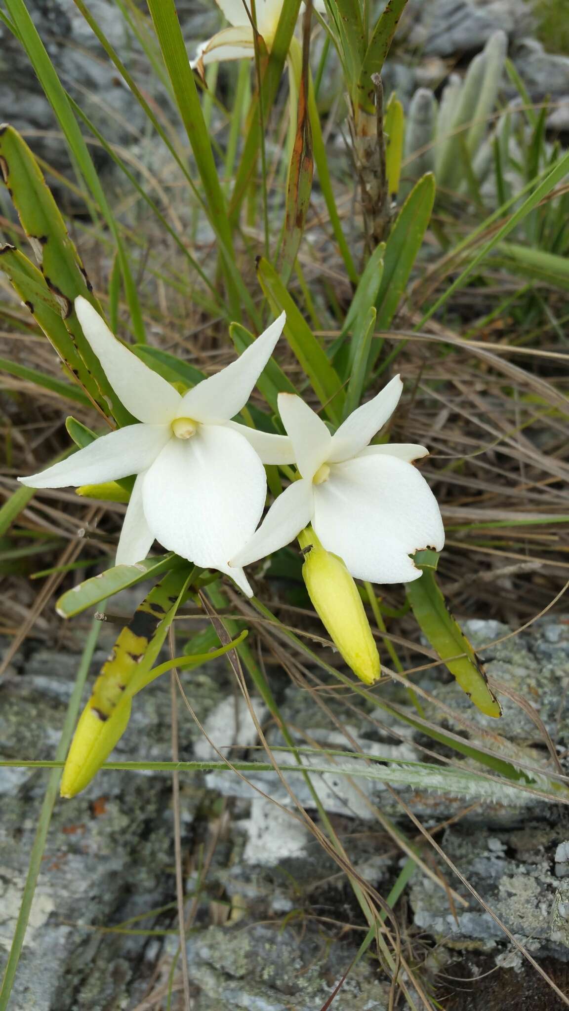 Image of Angraecum protensum Schltr.