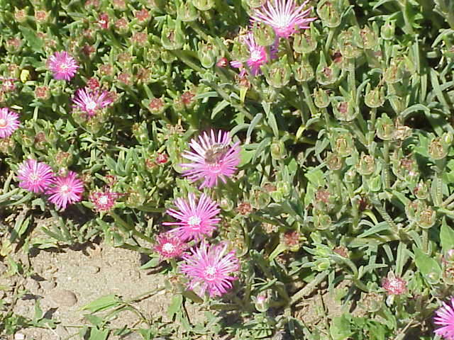 Imagem de Delosperma cooperi (Hook. fil.) L. Bol.