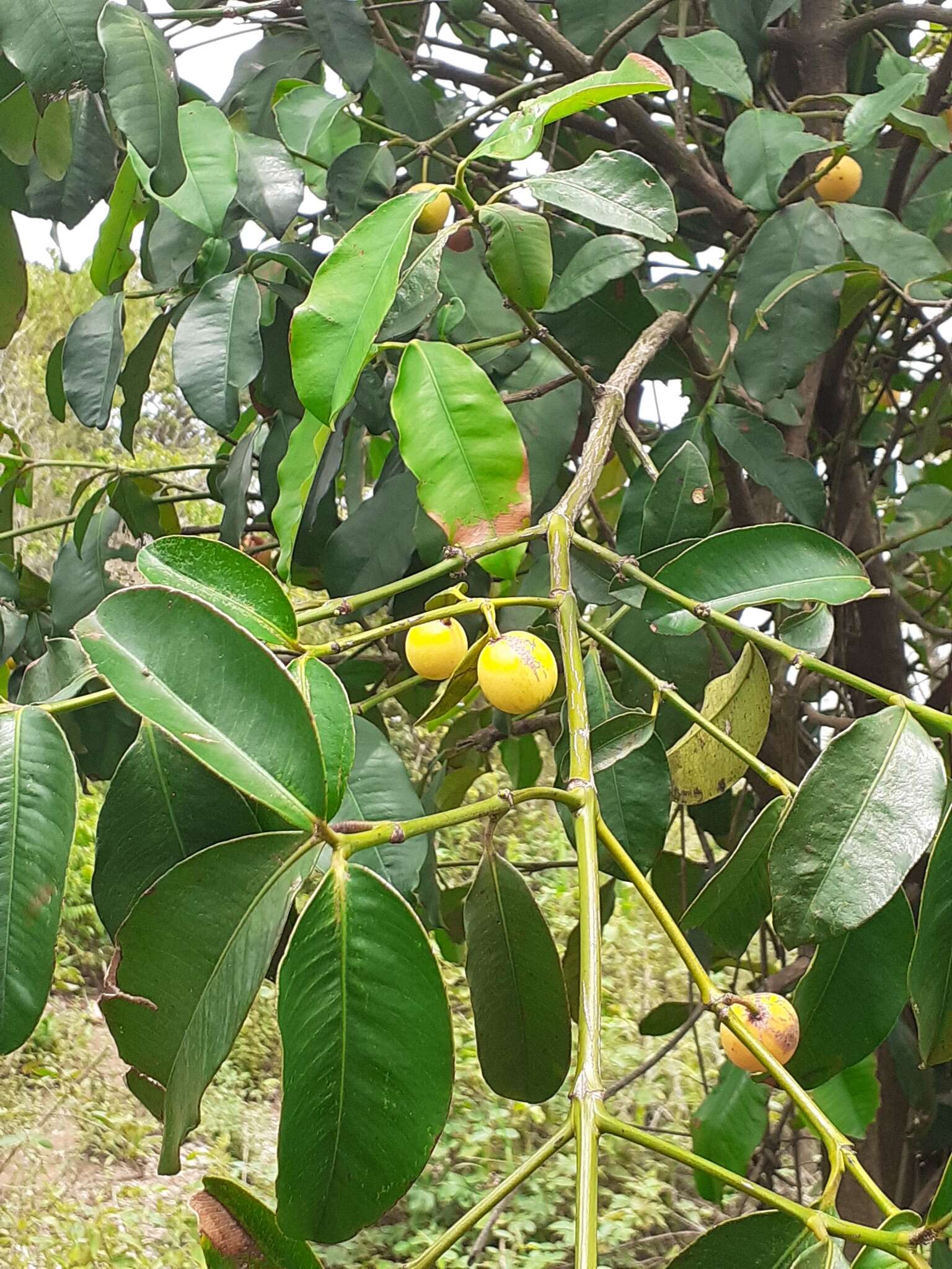 Image of Garcinia guacopary (S. Moore) M. Nee