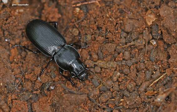 Imagem de Tapinopterus (Tapinopterus) creticus (I. Frivaldszky von Frivald 1845)