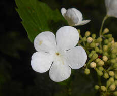 Image of Sargent's Viburnum