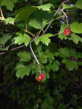 Image of Sargent's Viburnum