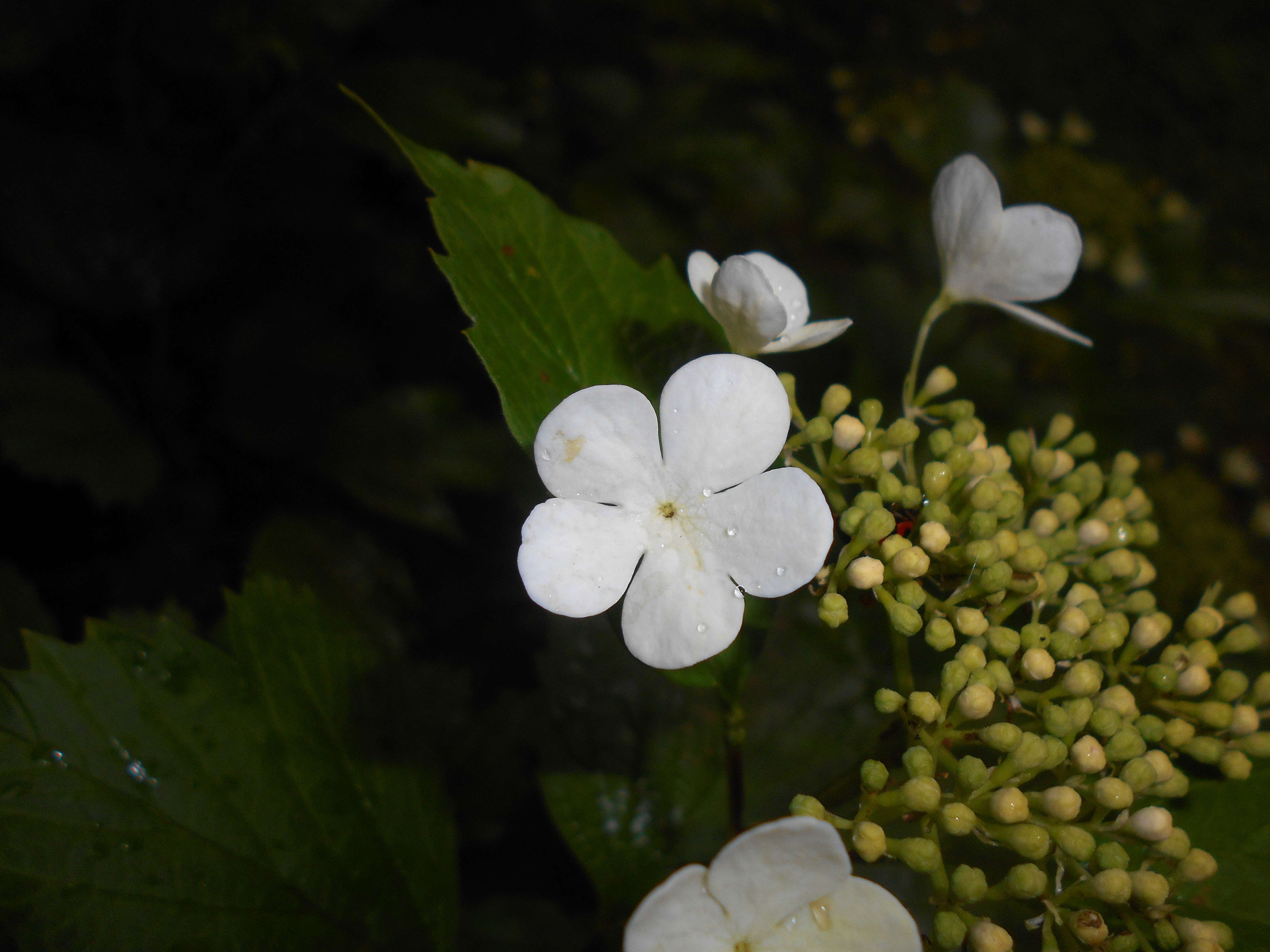 Image of Sargent's Viburnum