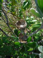 Sivun Borrichia arborescens (L.) DC. kuva