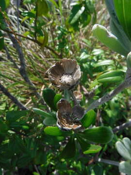 Image of Tree Oxeye