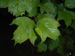 Image of Sargent's Viburnum