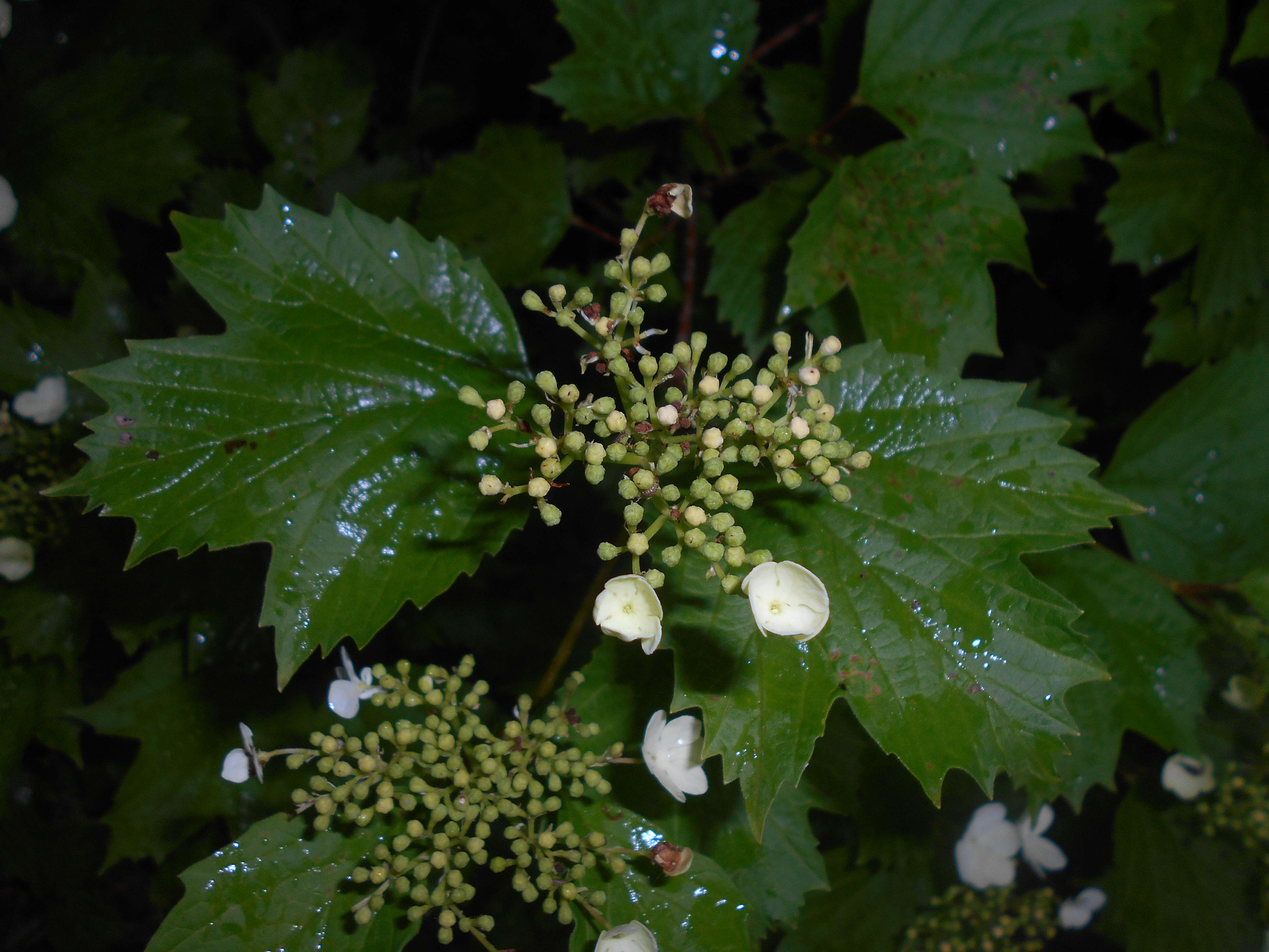 Image of Sargent's Viburnum