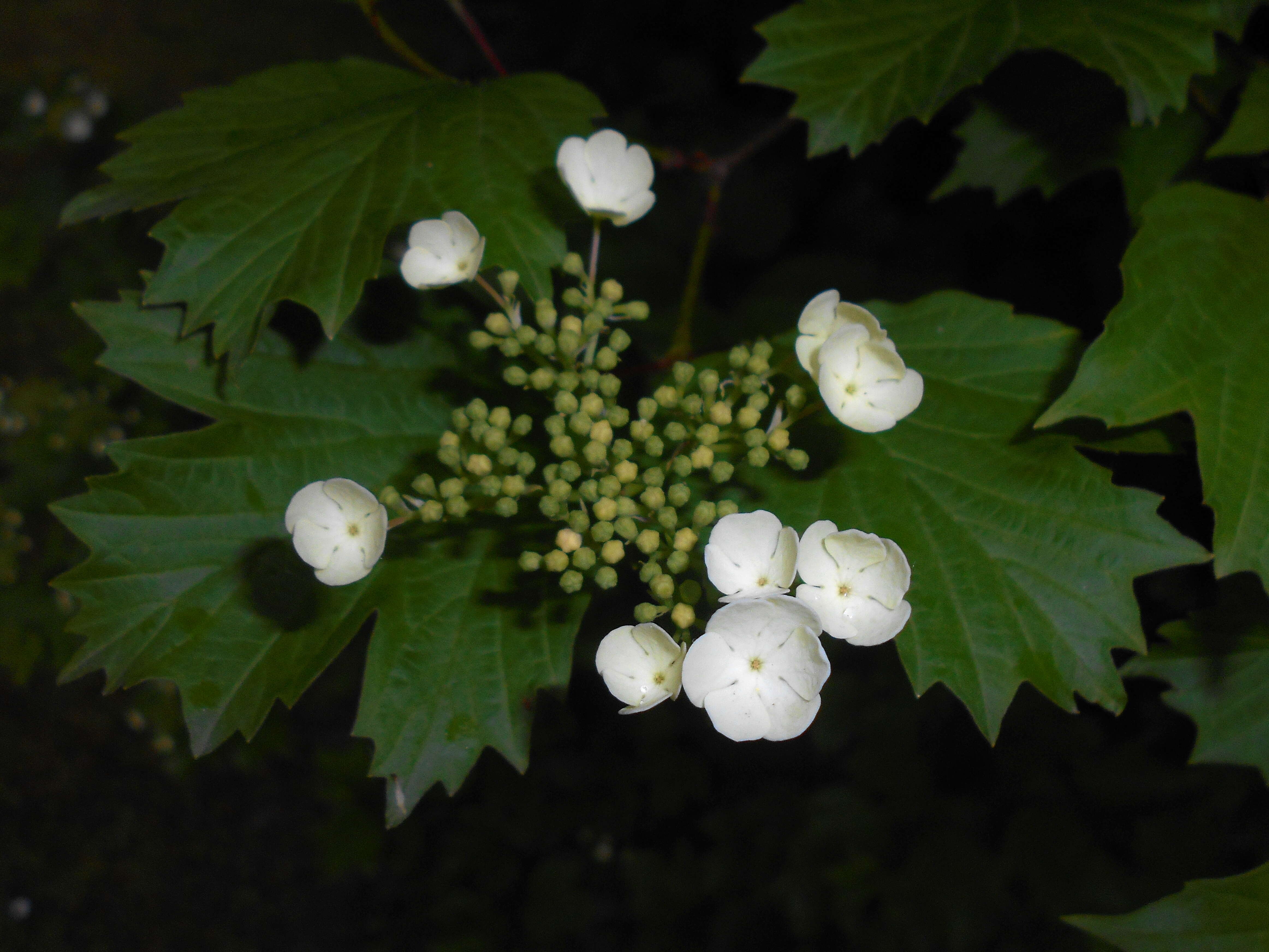 Image of Sargent's Viburnum