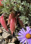 Image of stalkpod locoweed