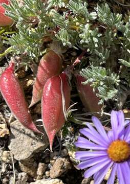 Image of stalkpod locoweed