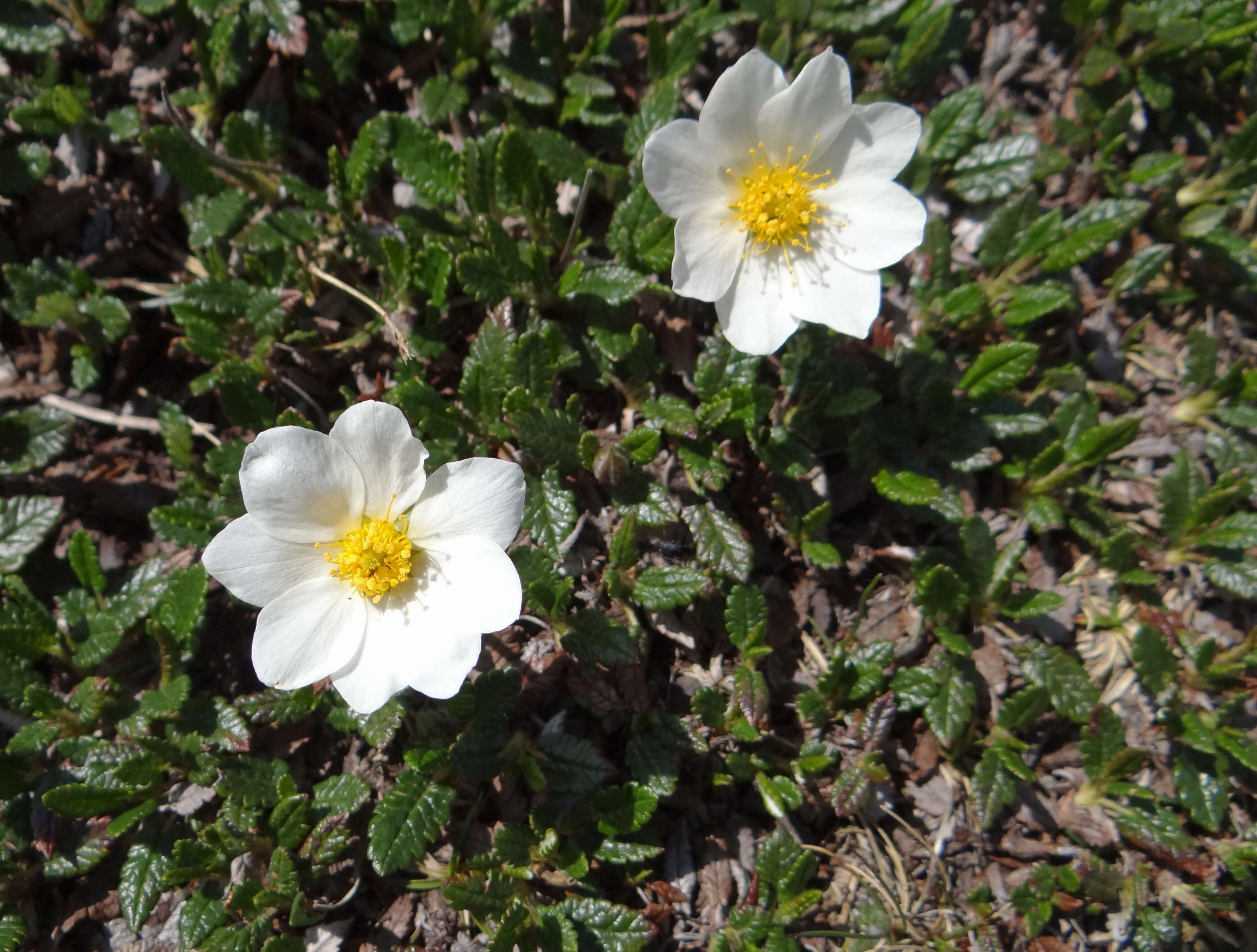 Imagem de Dryas octopetala L.