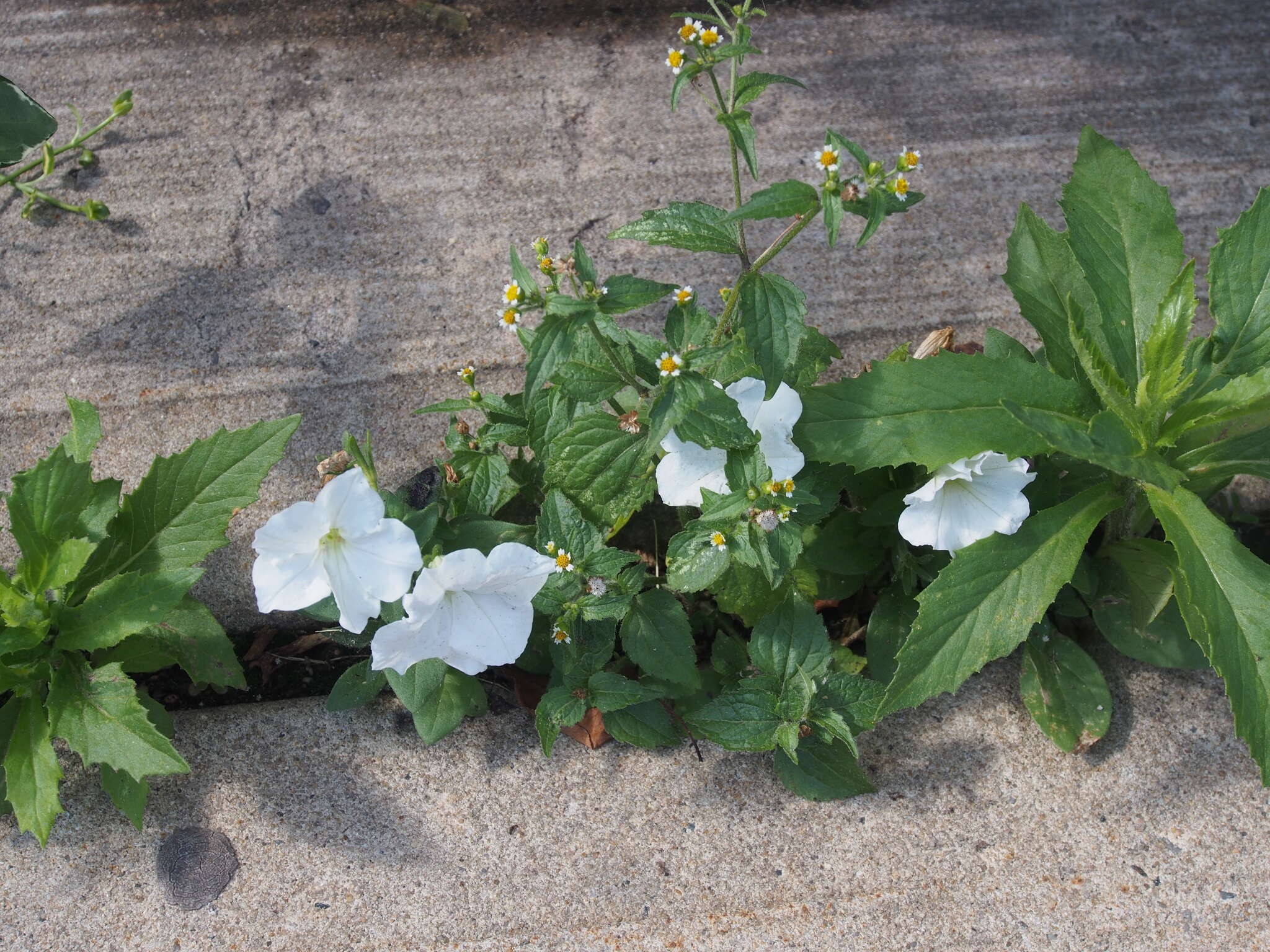 Image of petunia