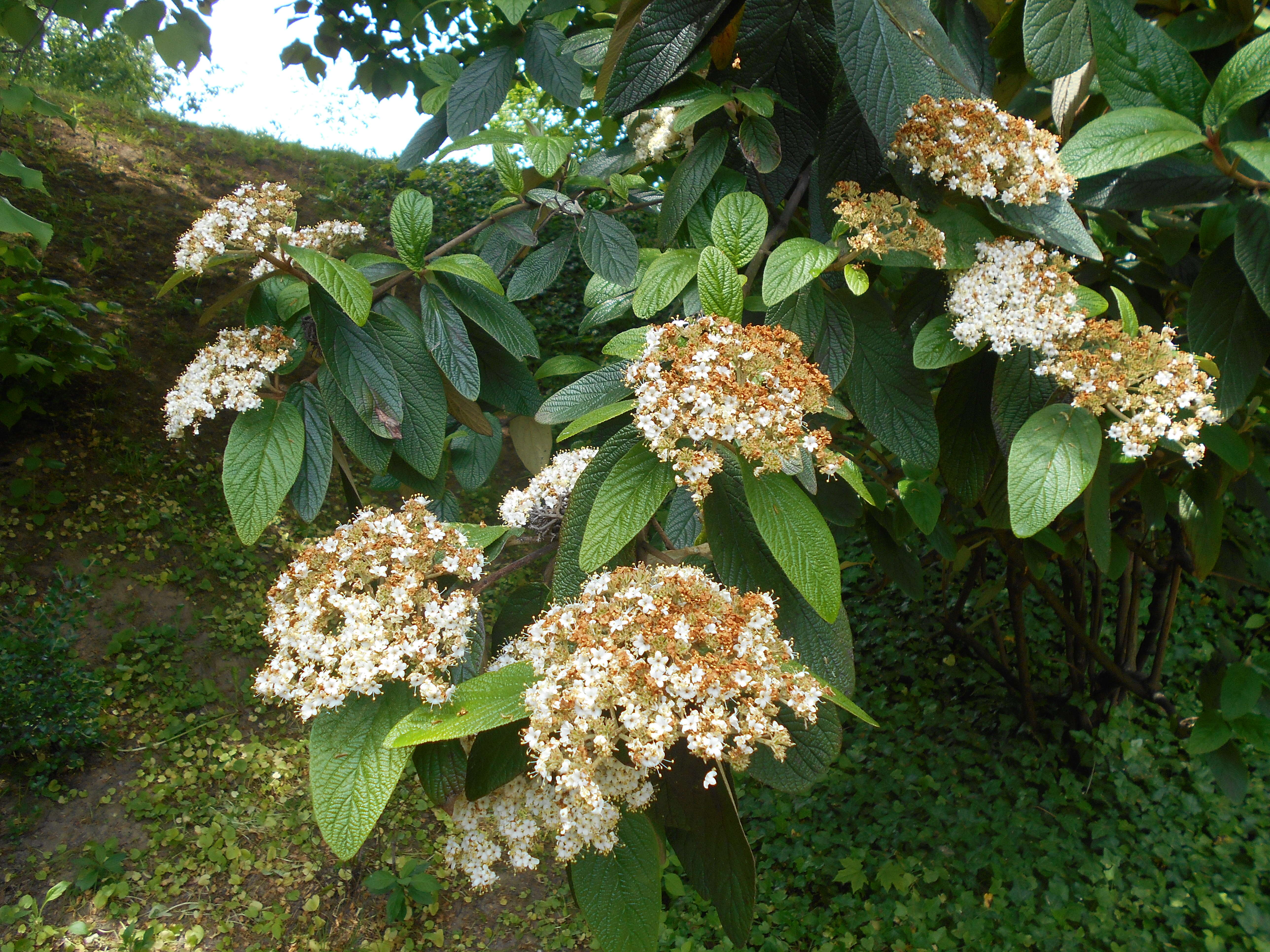 Plancia ëd Viburnum rhytidophyllum Hemsl. ex Forb. & Hemsl.