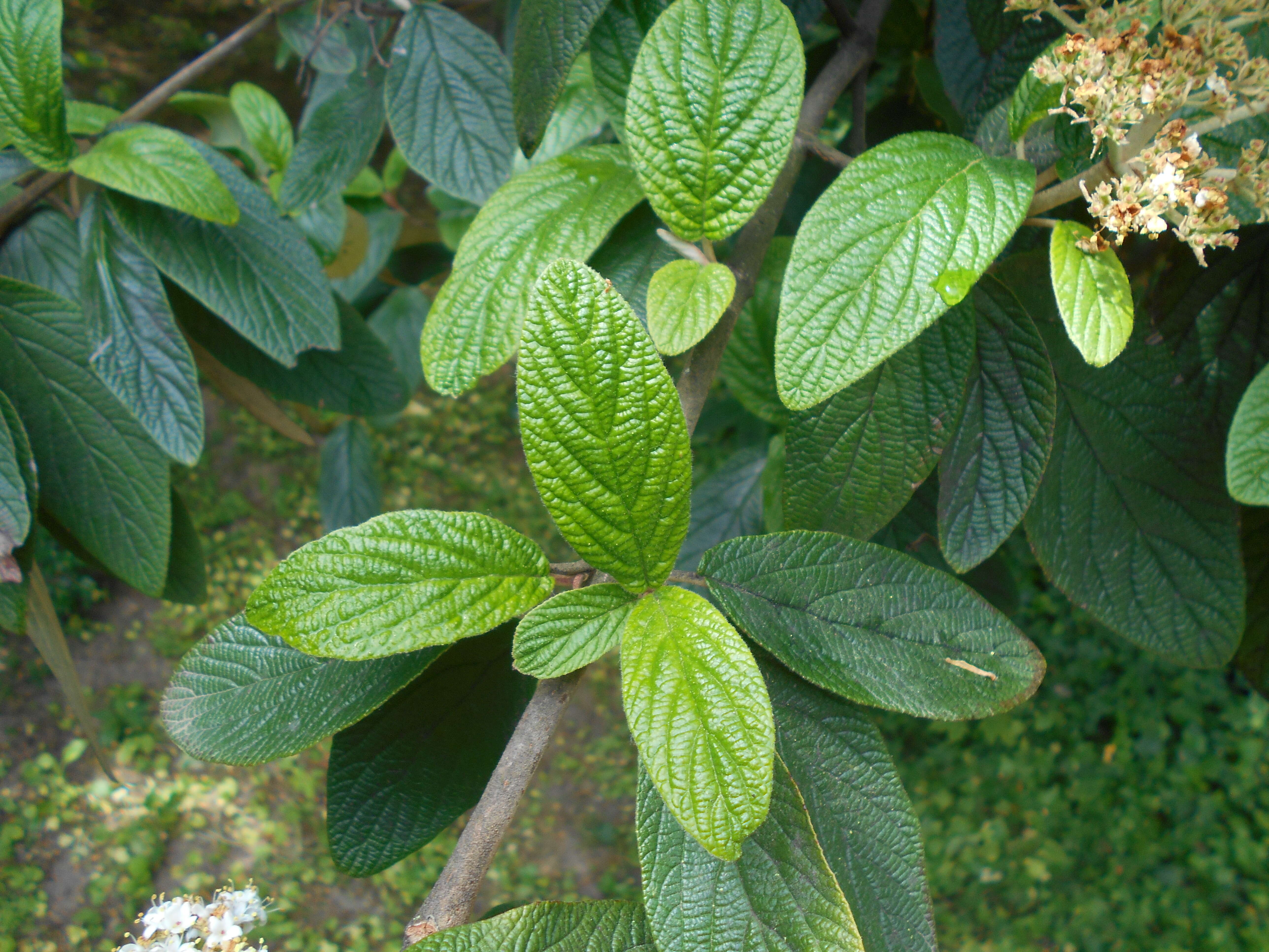 Plancia ëd Viburnum rhytidophyllum Hemsl. ex Forb. & Hemsl.