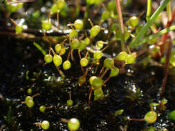 Image of entosthodon moss