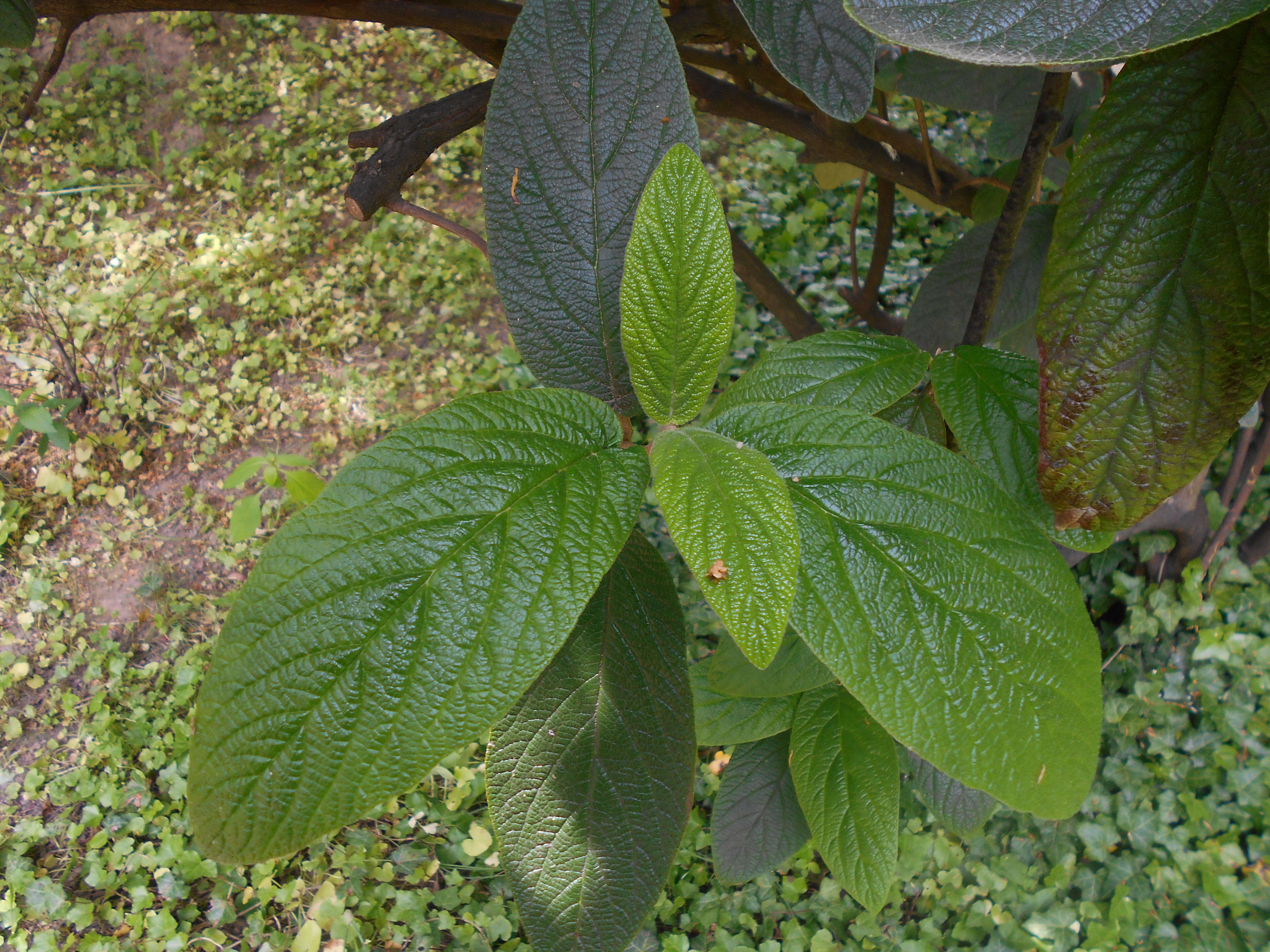 Plancia ëd Viburnum rhytidophyllum Hemsl. ex Forb. & Hemsl.