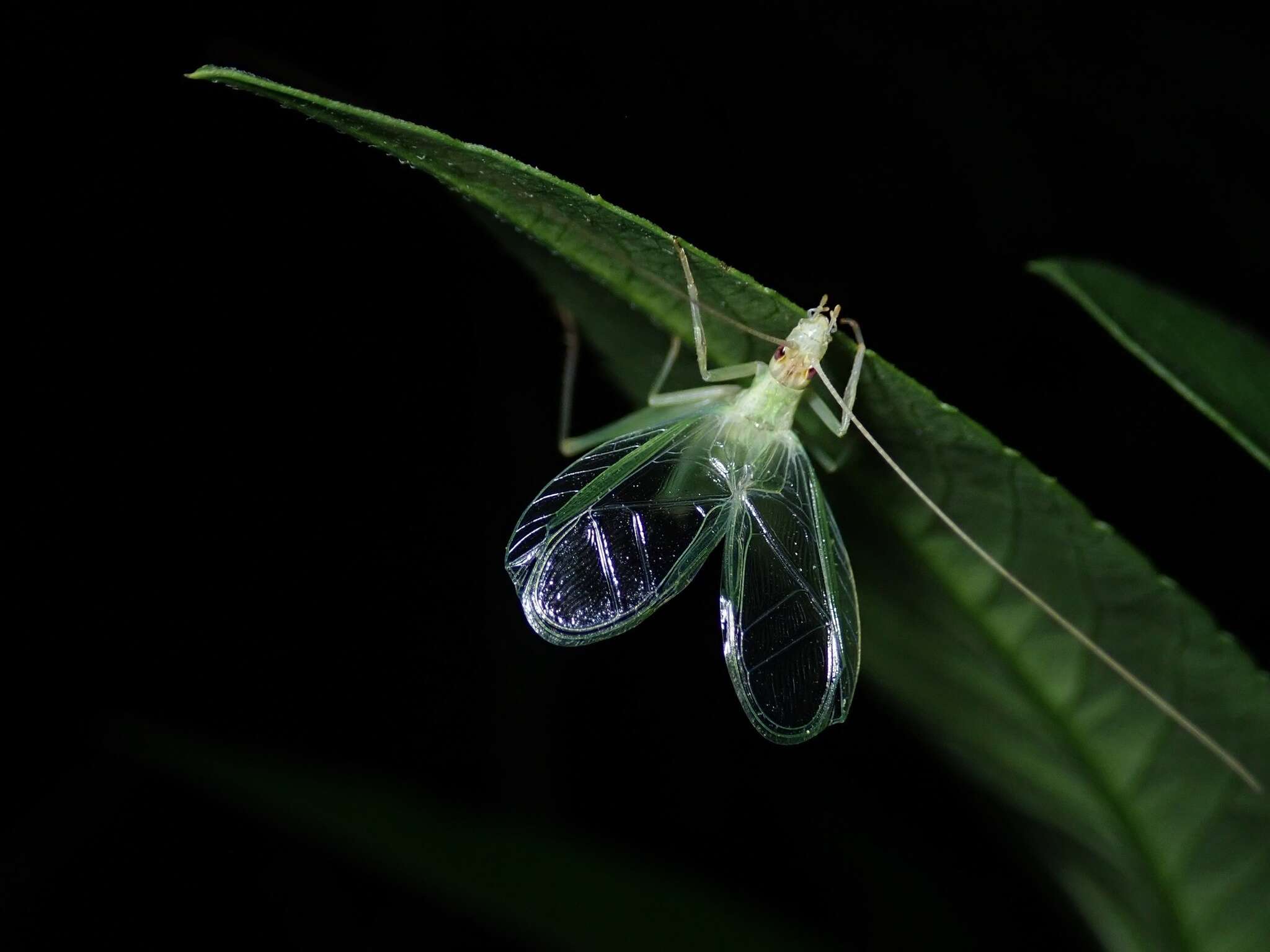 Image of Oecanthus euryelytra Ichikawa 2001