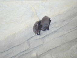 Image of Pond Bat