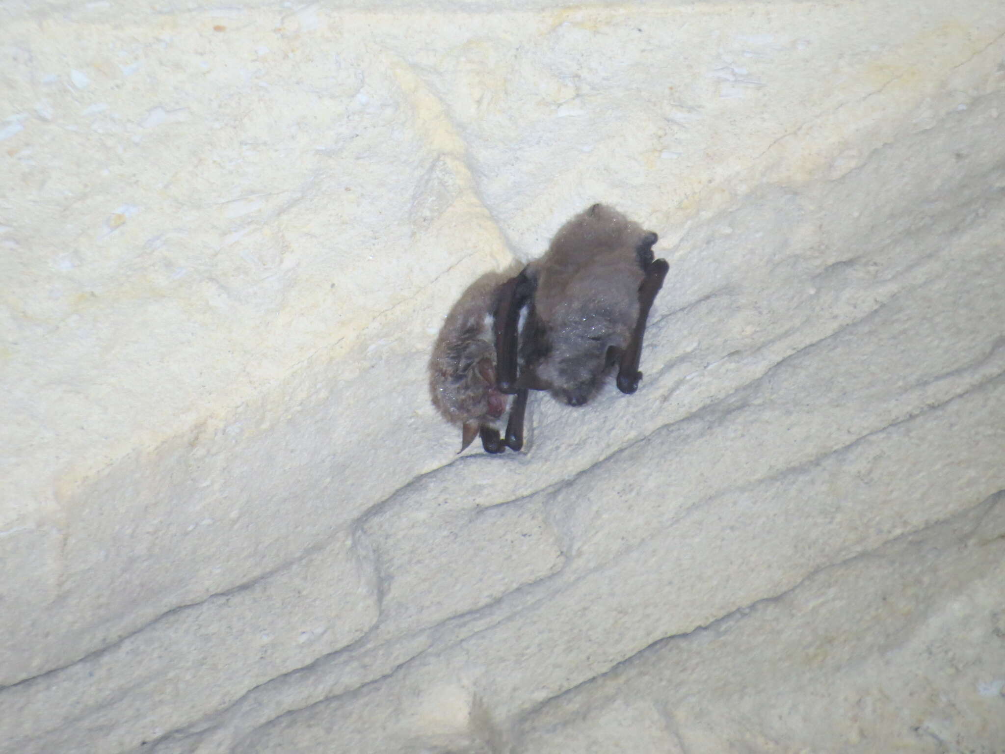 Plancia ëd Myotis dasycneme (Boie 1825)