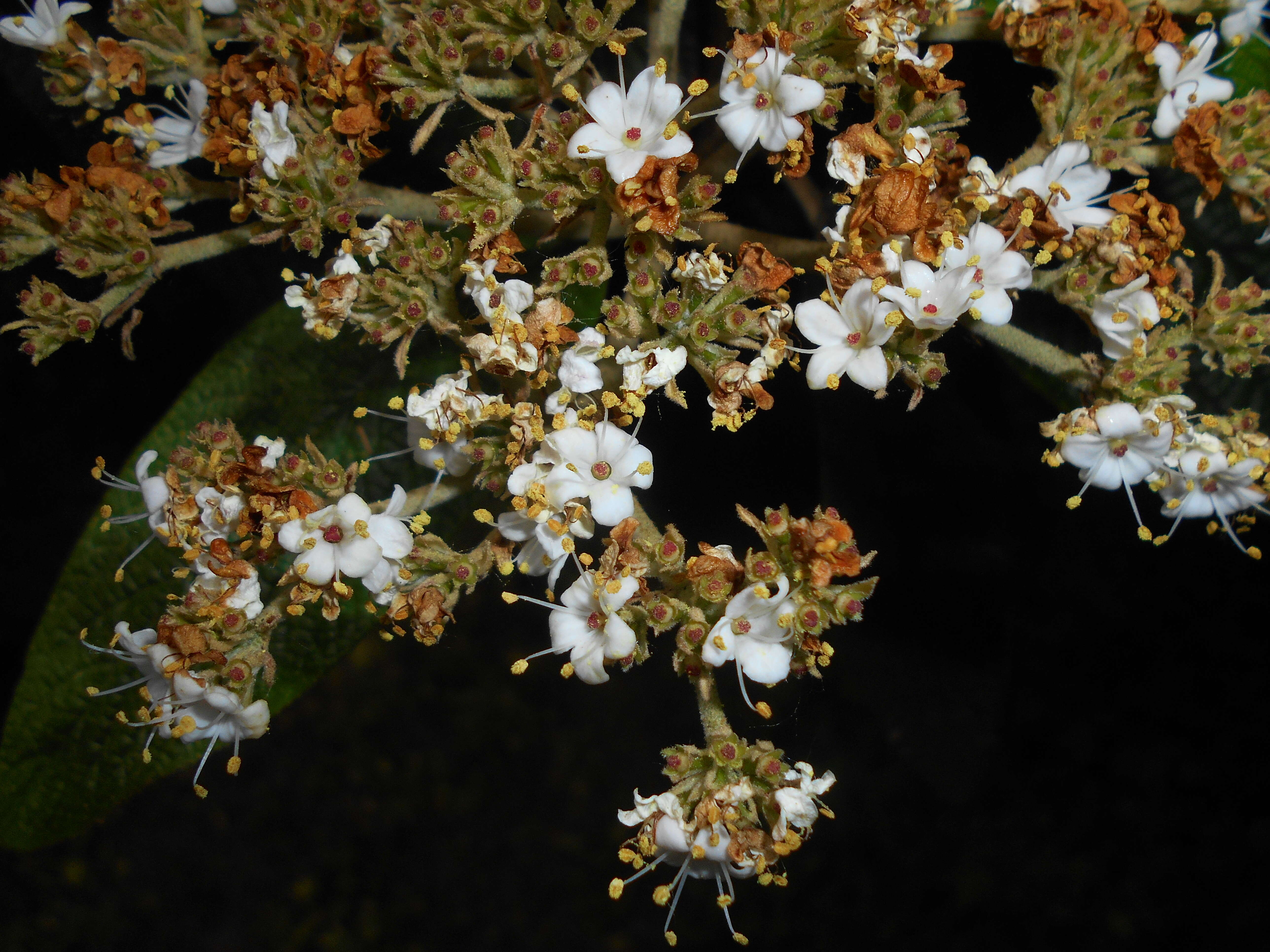 Plancia ëd Viburnum rhytidophyllum Hemsl. ex Forb. & Hemsl.