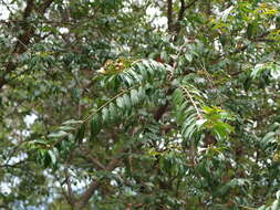 Image of Lafoensia acuminata (Ruiz & Pav.) DC.