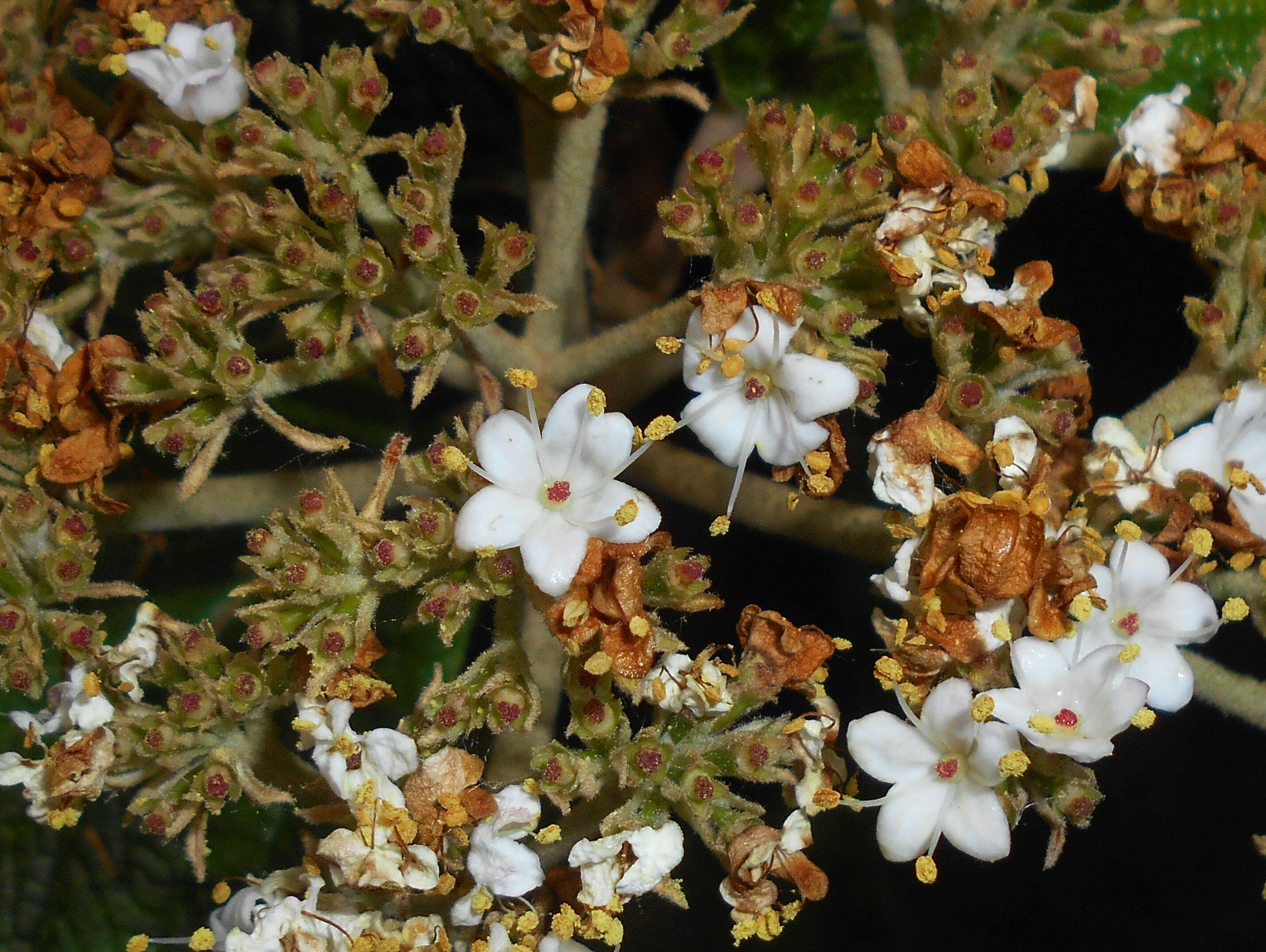 Plancia ëd Viburnum rhytidophyllum Hemsl. ex Forb. & Hemsl.