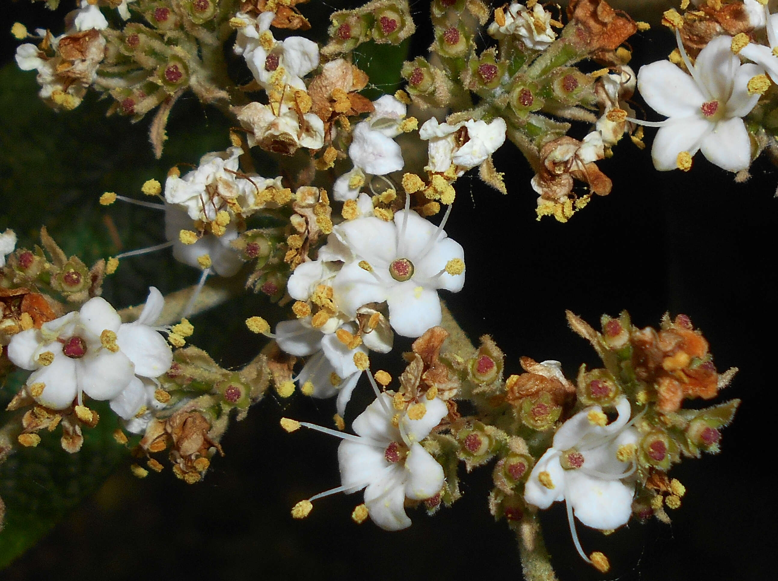 Plancia ëd Viburnum rhytidophyllum Hemsl. ex Forb. & Hemsl.