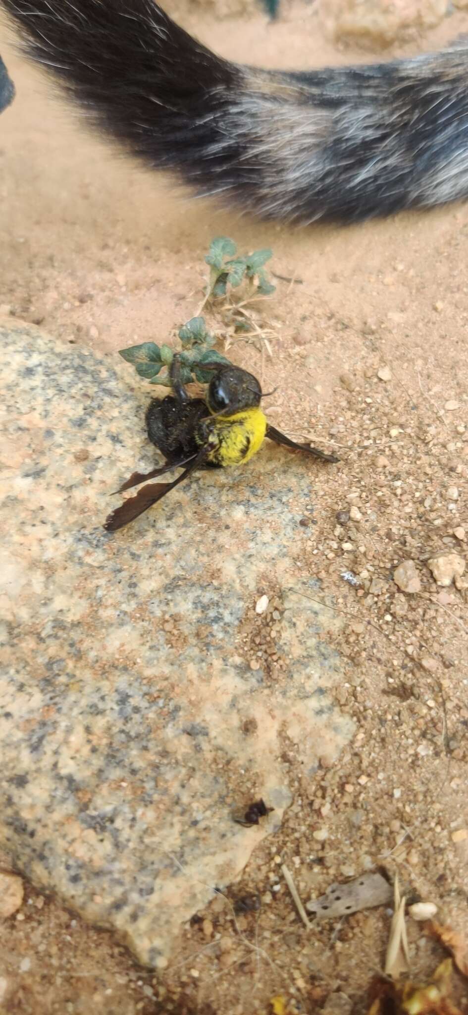 Image of Xylocopa ruficornis Fabricius 1804