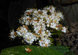 Plancia ëd Viburnum rhytidophyllum Hemsl. ex Forb. & Hemsl.