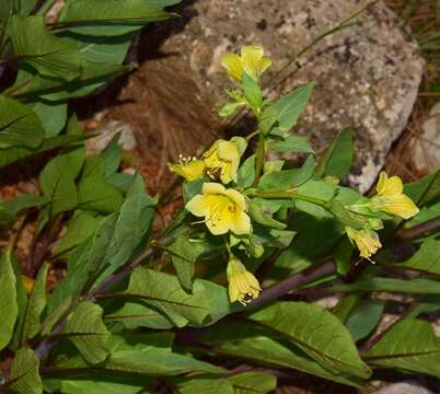 Image of Atropa baetica Willk.