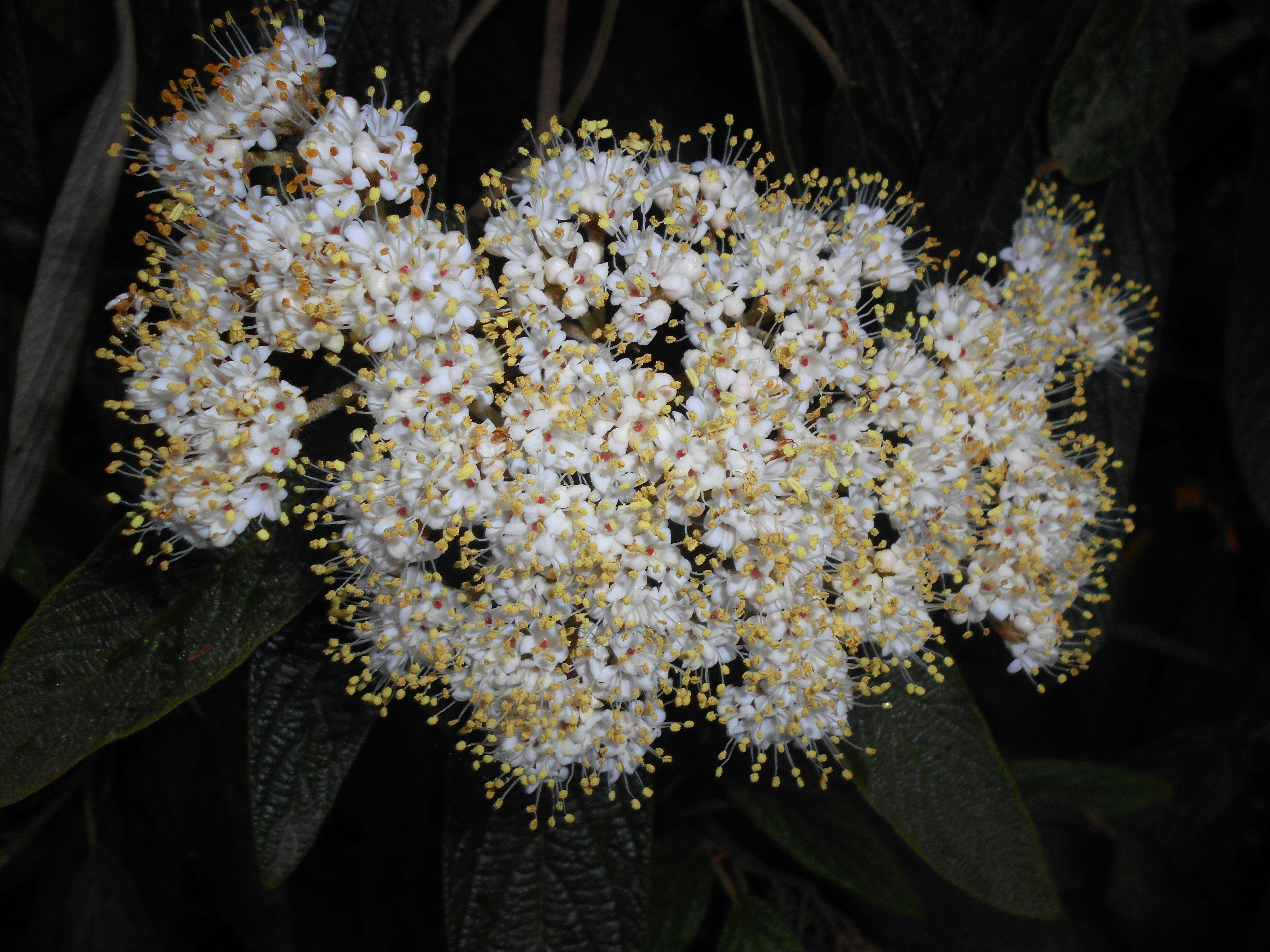 Plancia ëd Viburnum rhytidophyllum Hemsl. ex Forb. & Hemsl.