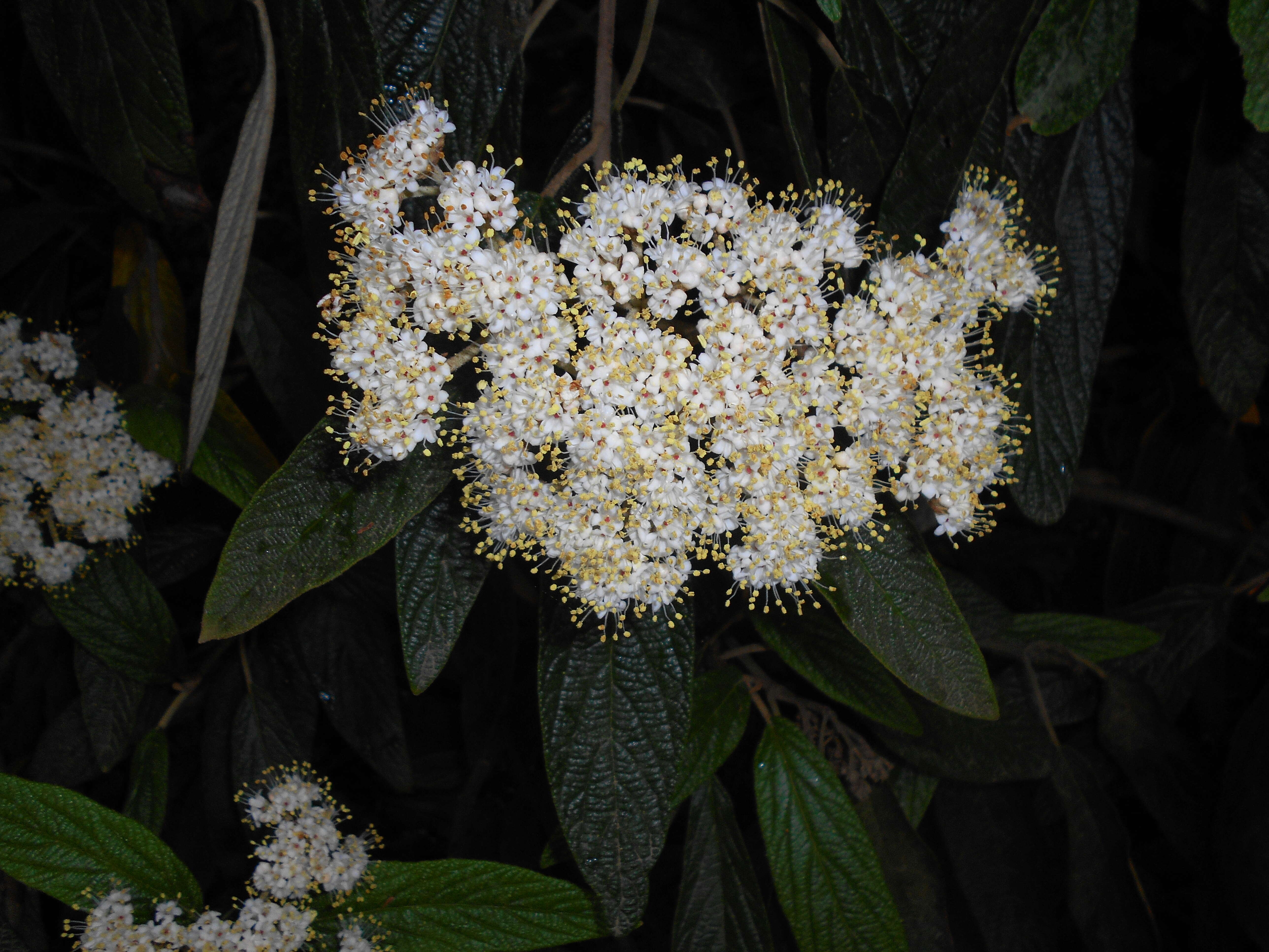 Plancia ëd Viburnum rhytidophyllum Hemsl. ex Forb. & Hemsl.