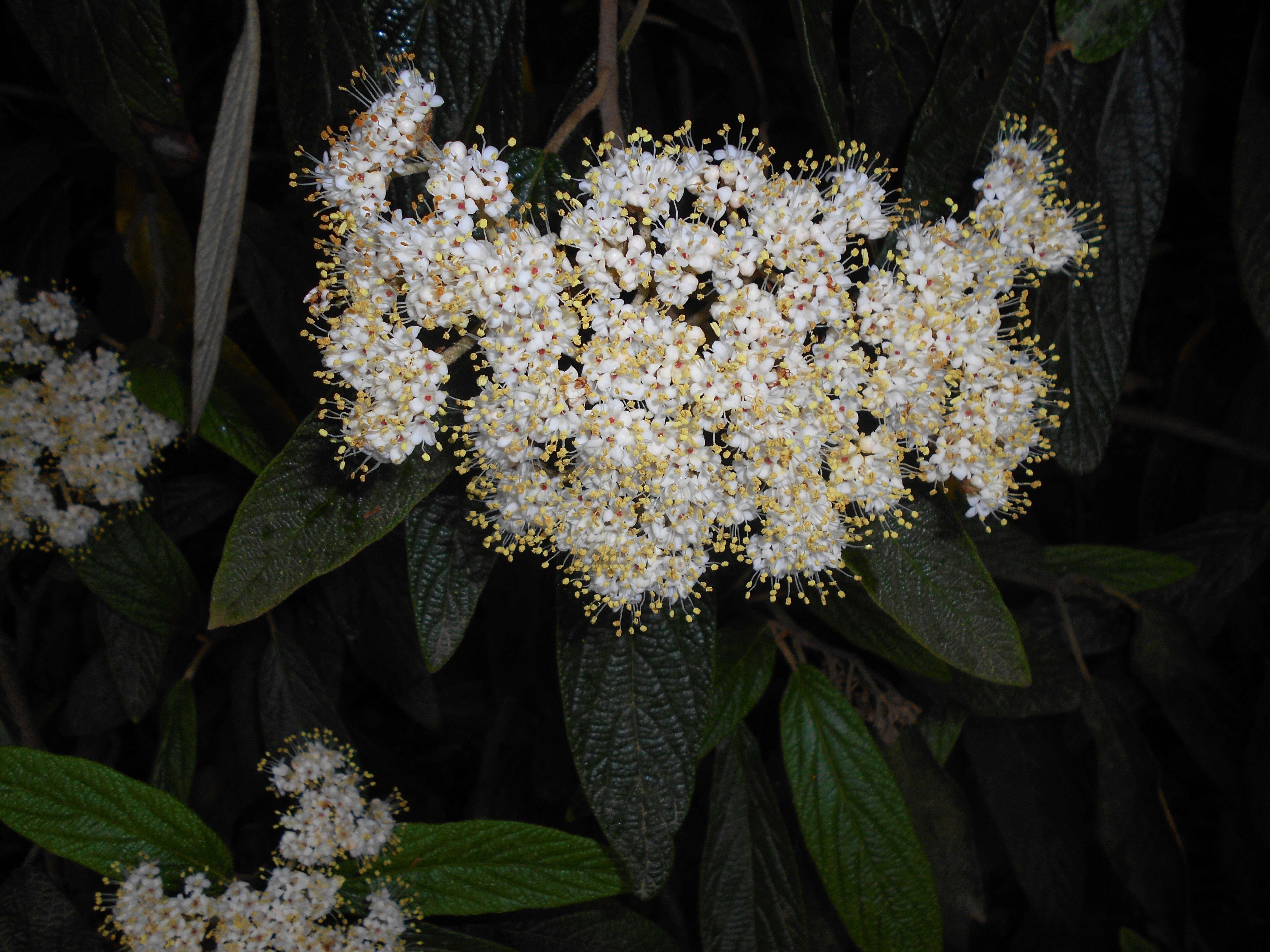 Plancia ëd Viburnum rhytidophyllum Hemsl. ex Forb. & Hemsl.