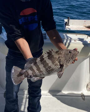 Image of Grouper