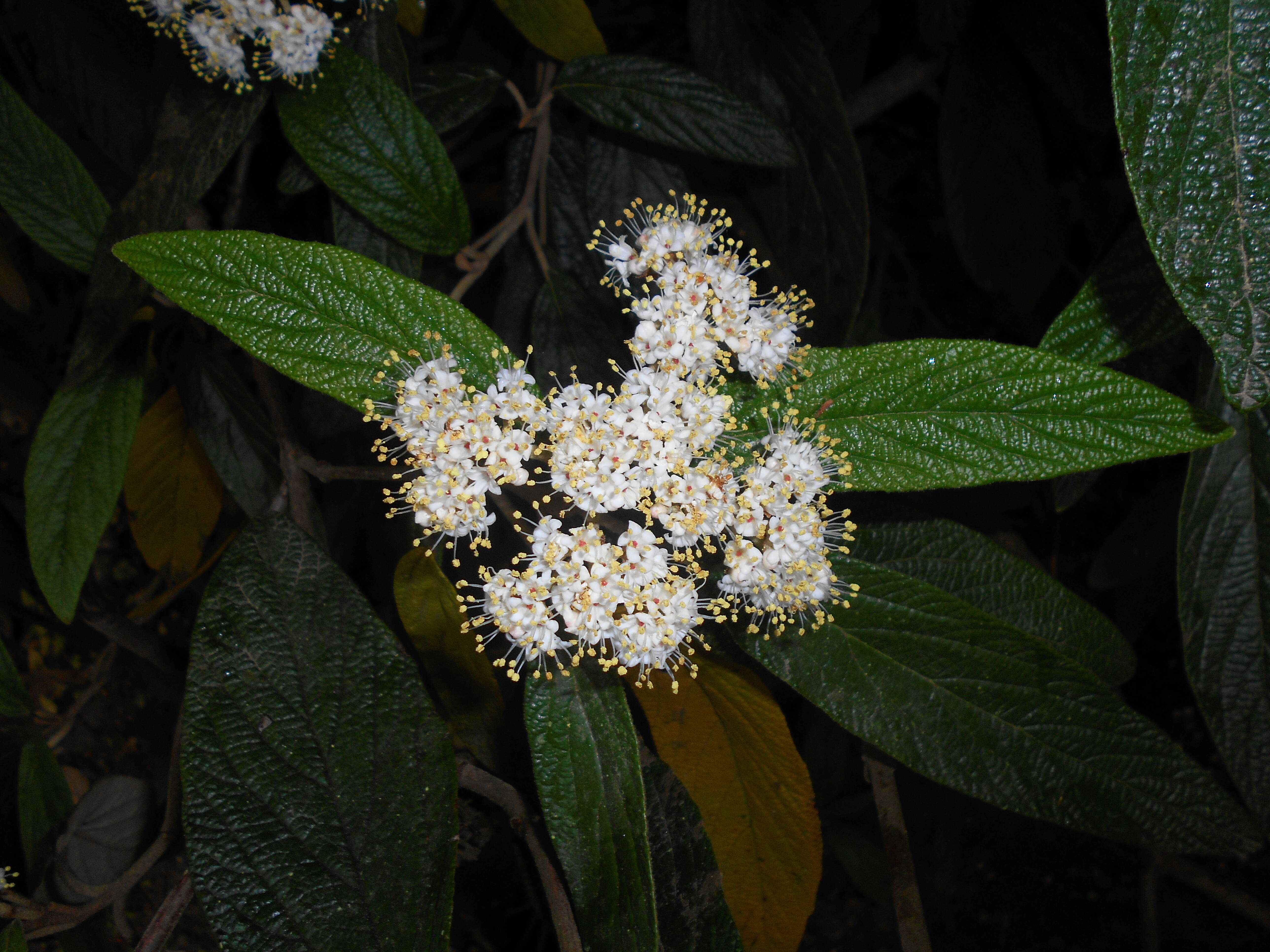 Plancia ëd Viburnum rhytidophyllum Hemsl. ex Forb. & Hemsl.