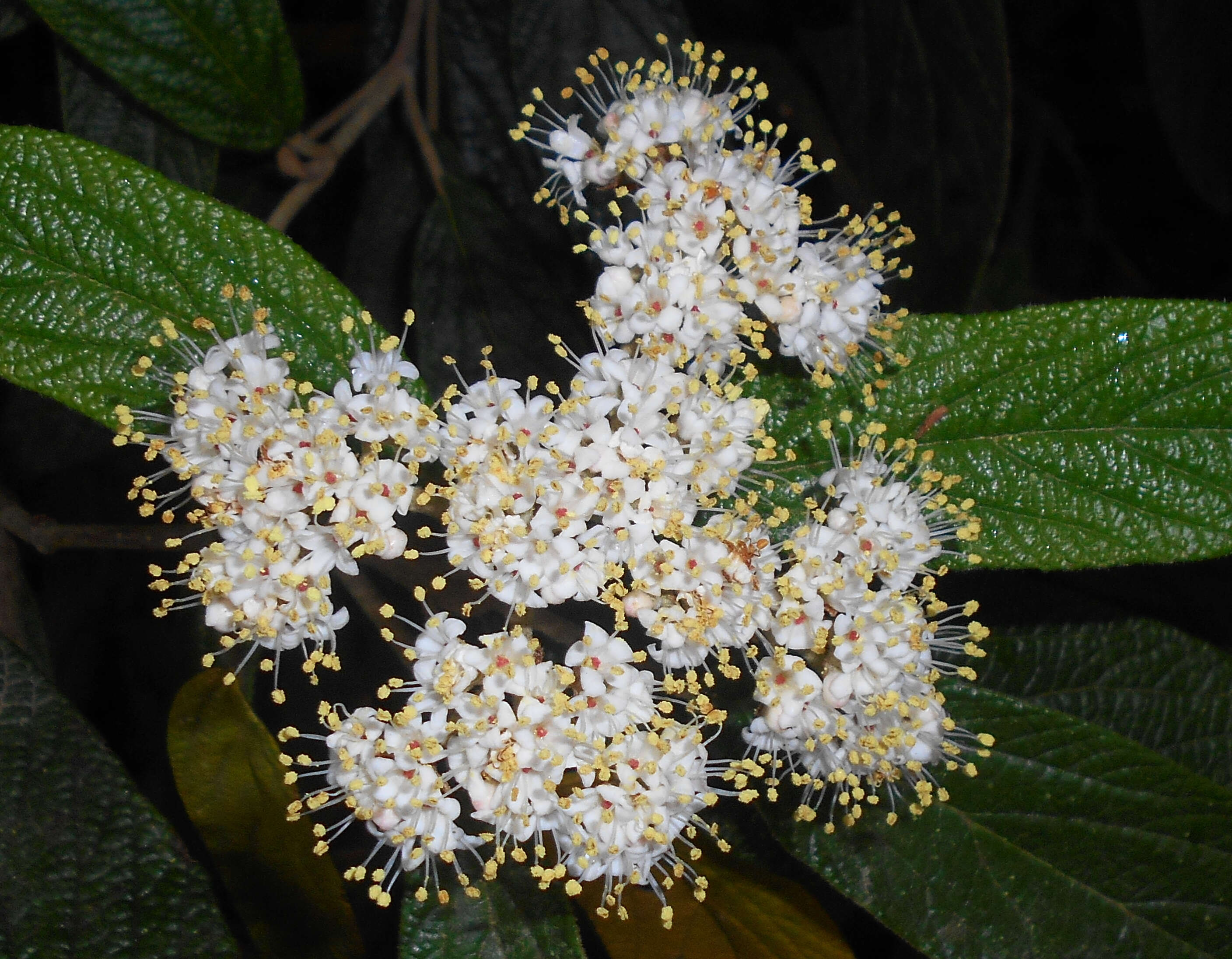 Plancia ëd Viburnum rhytidophyllum Hemsl. ex Forb. & Hemsl.