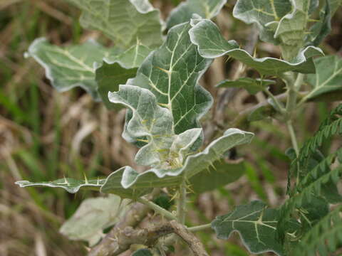 Image of purple African nightshade