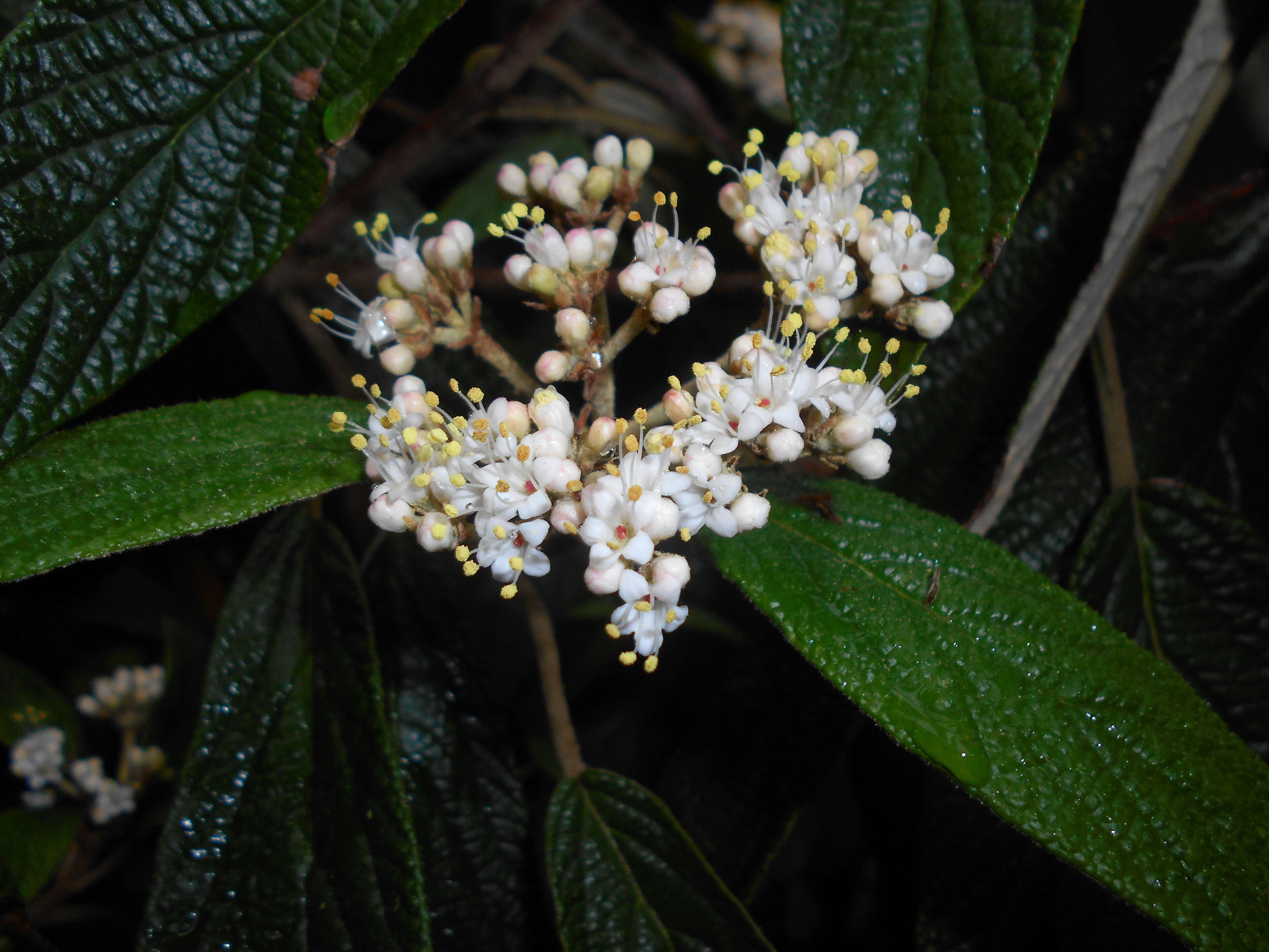 Plancia ëd Viburnum rhytidophyllum Hemsl. ex Forb. & Hemsl.