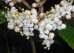 Plancia ëd Viburnum rhytidophyllum Hemsl. ex Forb. & Hemsl.