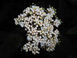 Plancia ëd Viburnum rhytidophyllum Hemsl. ex Forb. & Hemsl.