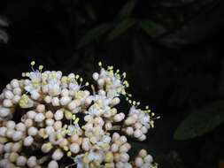 Plancia ëd Viburnum rhytidophyllum Hemsl. ex Forb. & Hemsl.