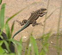 Image of Four-lined Ameiva