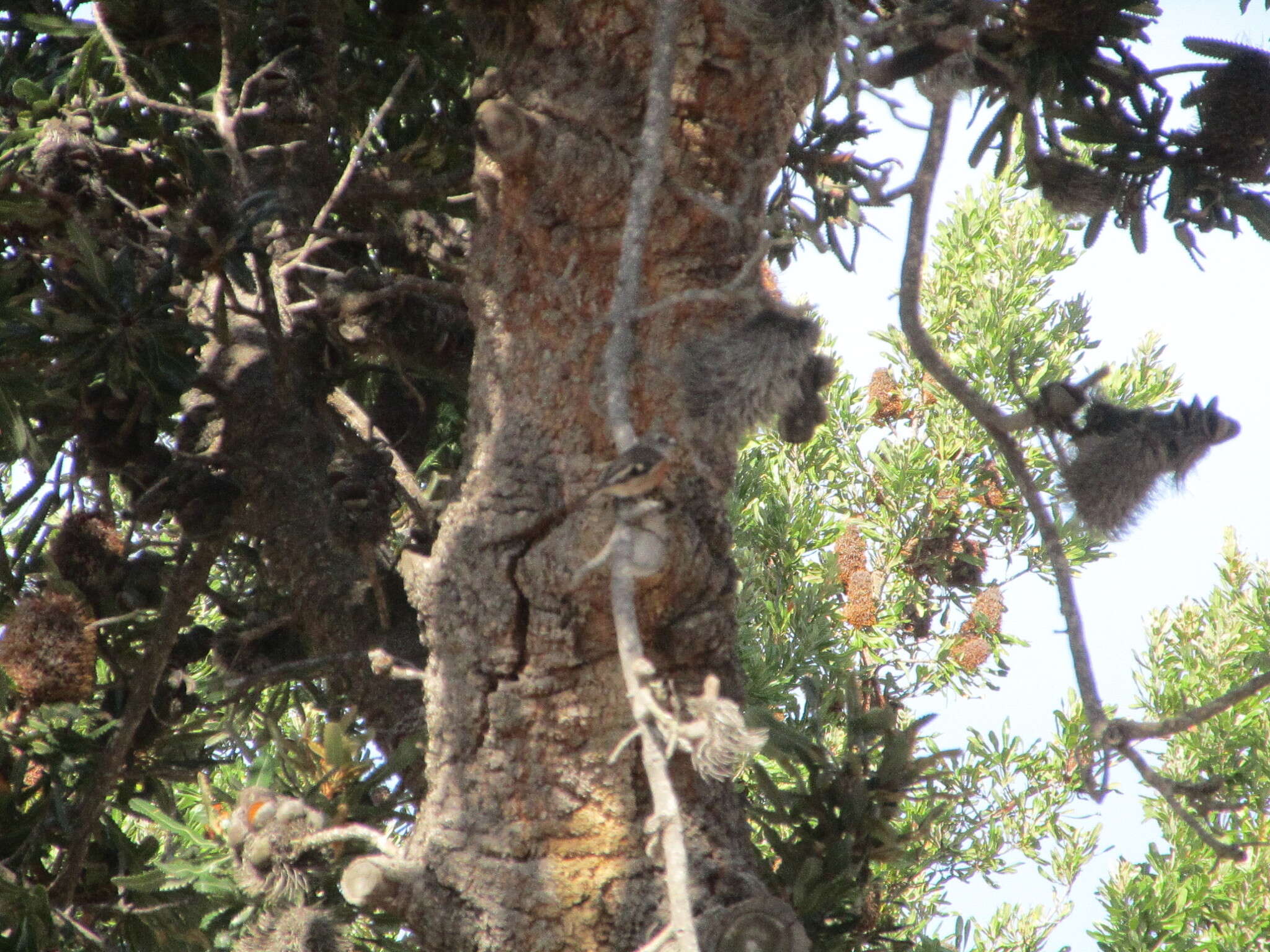 Petroica rosea Gould 1840 resmi