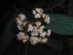 Plancia ëd Viburnum rhytidophyllum Hemsl. ex Forb. & Hemsl.