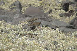 Image of Galapagos Dove