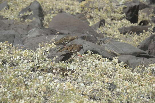 Imagem de Zenaida galapagoensis Gould 1841